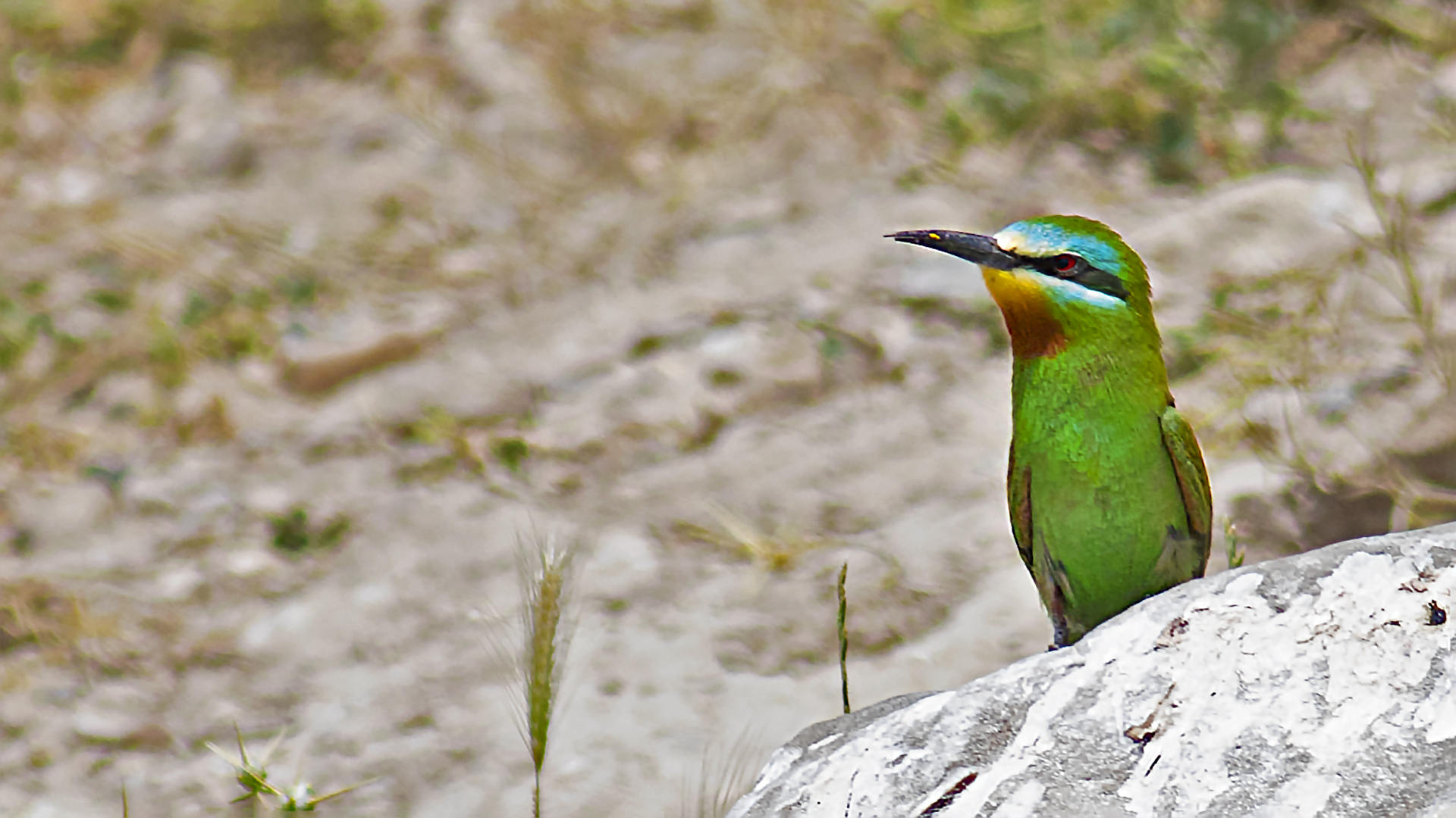 Blue-cheeked Bee-eater